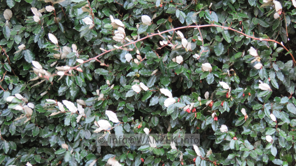 Elaeagnus multiflora 03.JPG